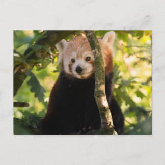 Red panda postcard