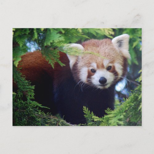 Red Panda Postcard