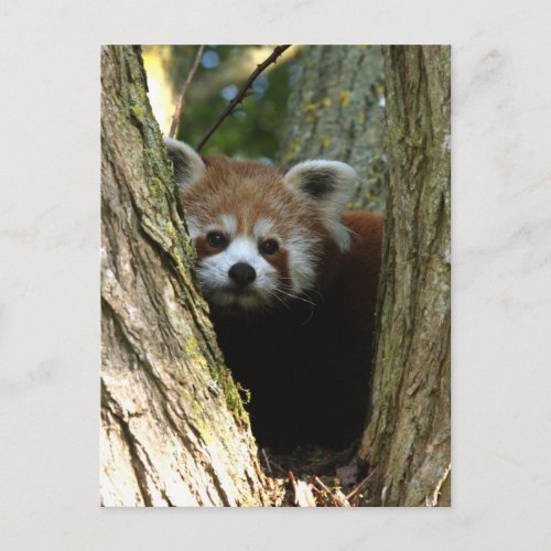 Red panda postcard