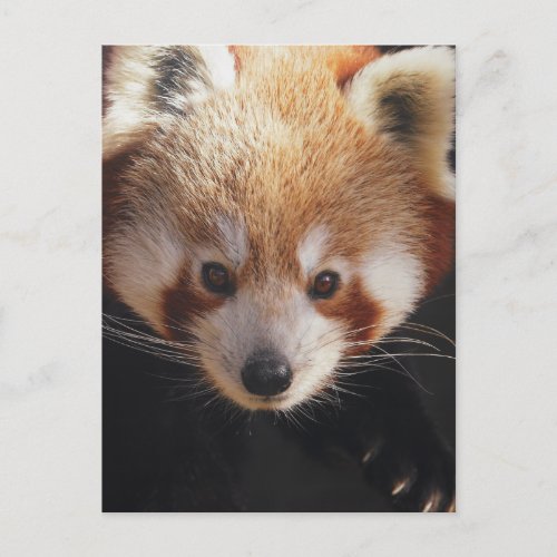 red panda postcard