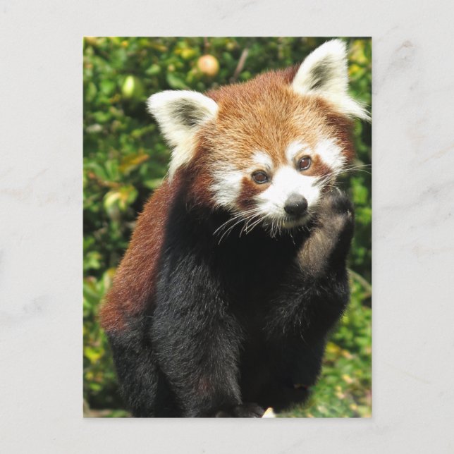 Red panda postcard (Front)