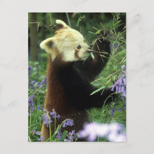 Red panda postcard (Front)