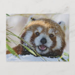 Red Panda Postcard at Zazzle