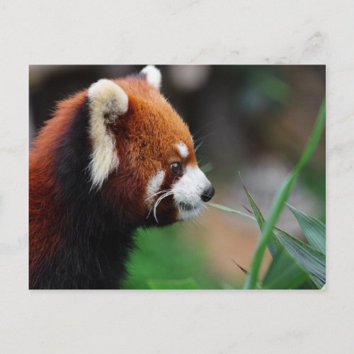 Red panda postcard