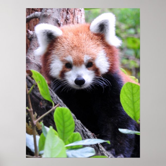 Red Panda Poster (Front)