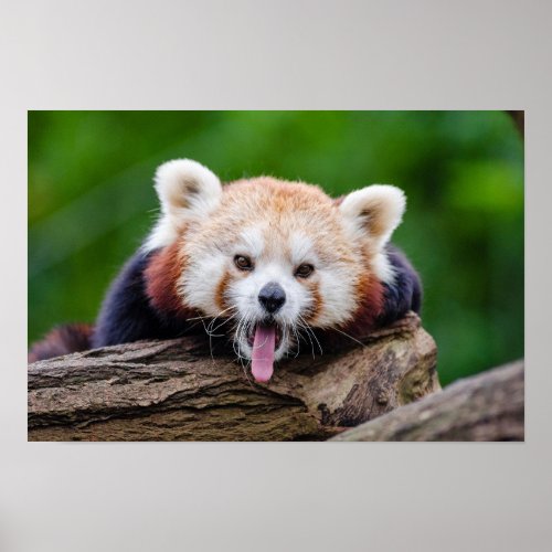 Red Panda Poster