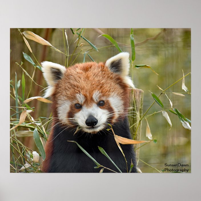 Red Panda Poster | Zazzle.com