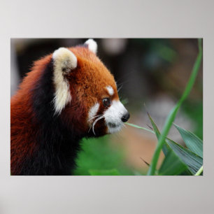Red panda poster