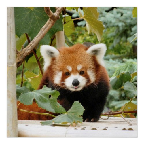 Red Panda Poster