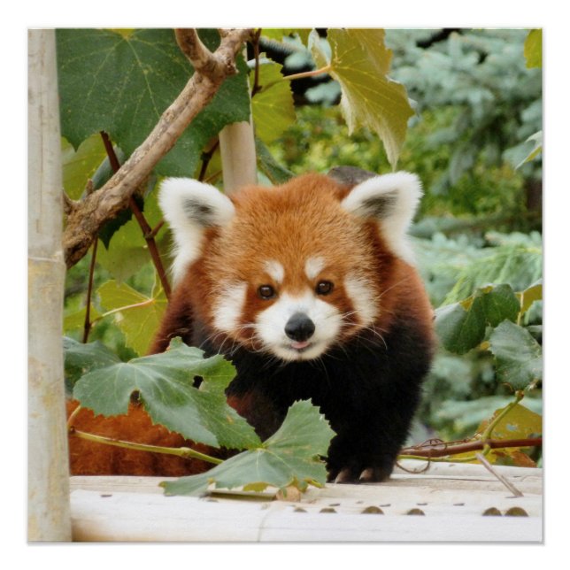 Red Panda Poster (Front)