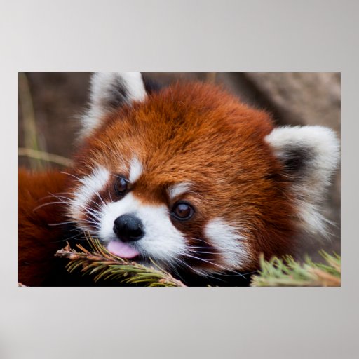 Red Panda Poster | Zazzle