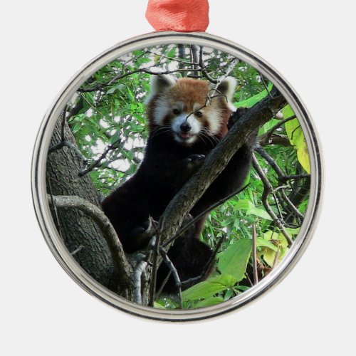 Red Panda Premium Round Ornament