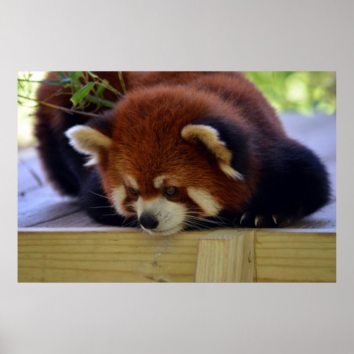 Red Panda Print