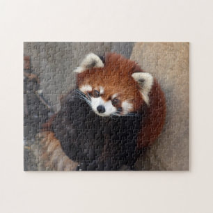 Red Panda Puzzle