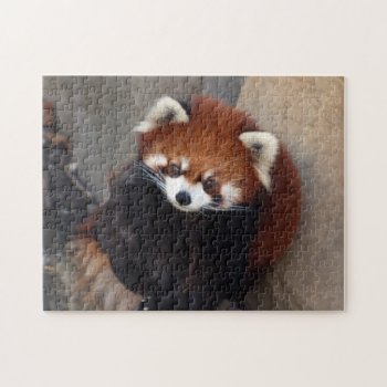 Red Panda Puzzle by lynnsphotos at Zazzle