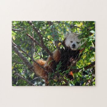 Red Panda Puzzle - Lounging by FindingTheSilverSun at Zazzle