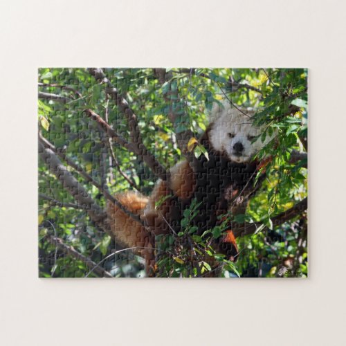 Red Panda Puzzle _ Lounging