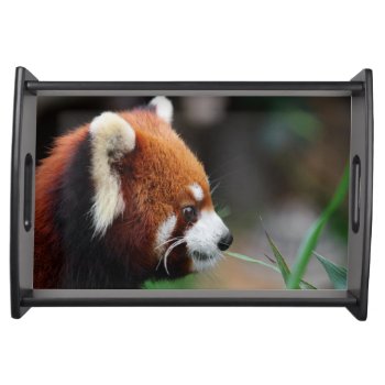 Red Panda Serving Tray by wildlifecollection at Zazzle