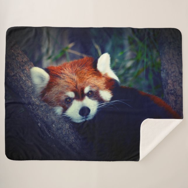 Red Panda Sherpa Blanket (Front (Horizontal))