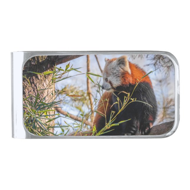 Red panda silver finish money clip (Front)
