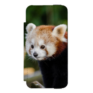Red Panda Sitting On Snowy Log iPhone SE/5/5s Wallet Case