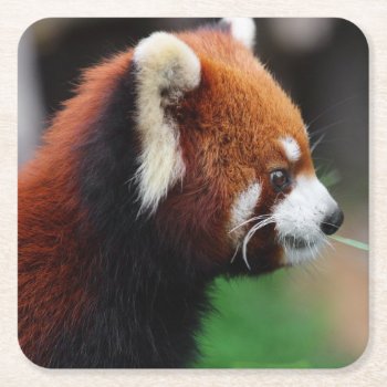 Red Panda Square Paper Coaster by wildlifecollection at Zazzle