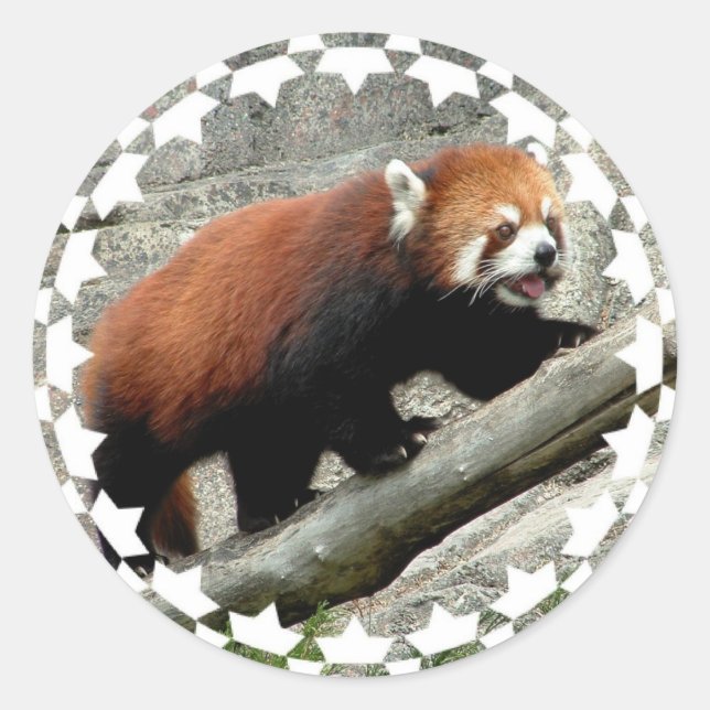 Red Panda Stickers (Front)