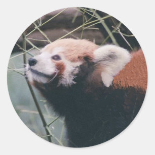 Cute Red Panda Drinking Cup of Black Coffee 2 Sticker for Sale by  eyestetix