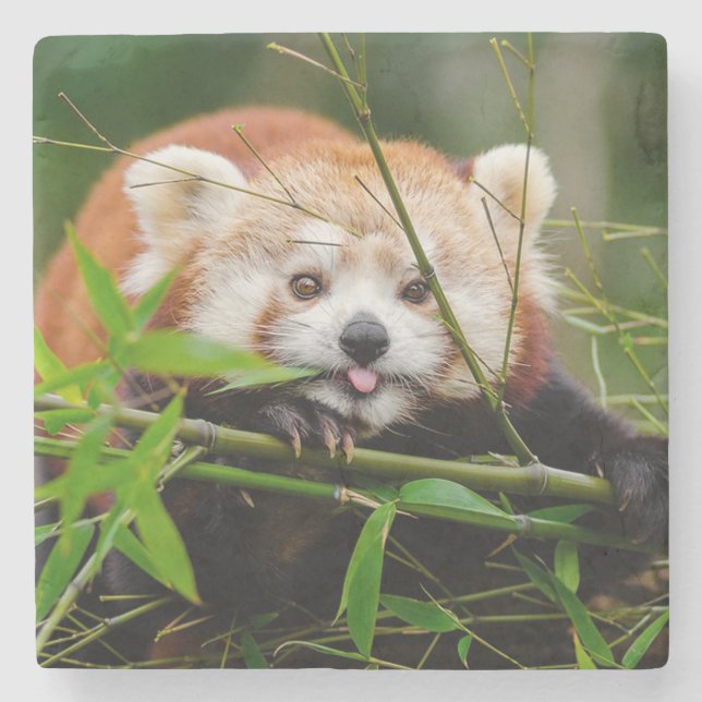 Red Panda Stone Coaster (Front)