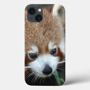 Red Panda, Taronga Zoo, Sydney, Australia iPhone 13 Case