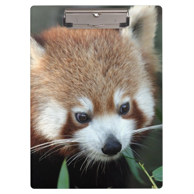 Red Panda, Taronga Zoo, Sydney, Australia Clipboard (Front)