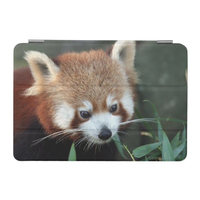Red Panda, Taronga Zoo, Sydney, Australia iPad Mini Cover (Horizontal)