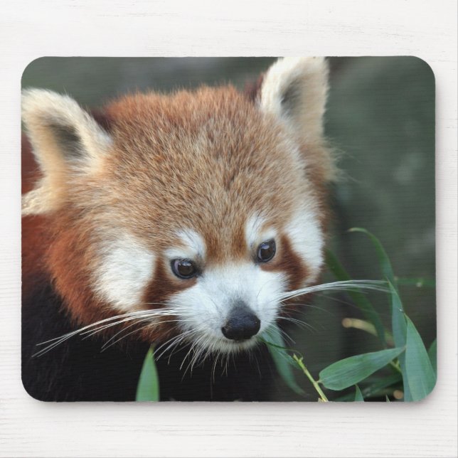 Red Panda, Taronga Zoo, Sydney, Australia Mouse Pad (Front)