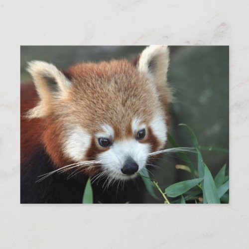 Red Panda Taronga Zoo Sydney Australia Postcard