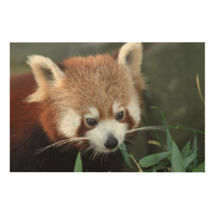 Red Panda, Taronga Zoo, Sydney, Australia Wood Wall Art