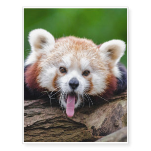 Red Panda Temporary Tattoos