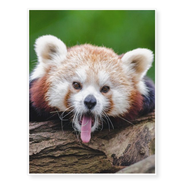 Red Panda Temporary Tattoos (Front)