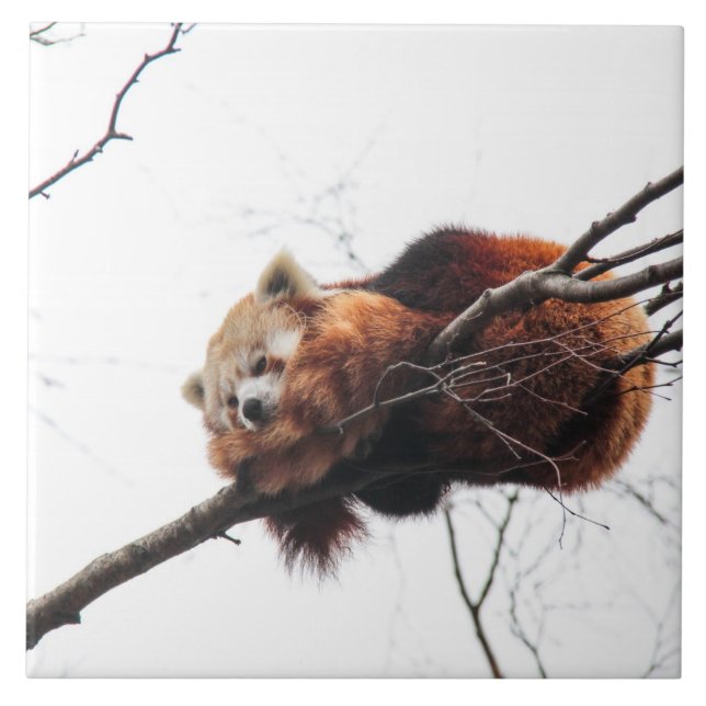 Red Panda Tile/Trivet Ceramic Tile (Front)