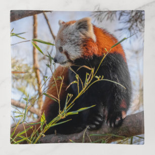 Red panda trinket tray