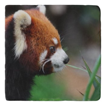 Red Panda Trivet by wildlifecollection at Zazzle