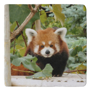 Red Panda Trivet