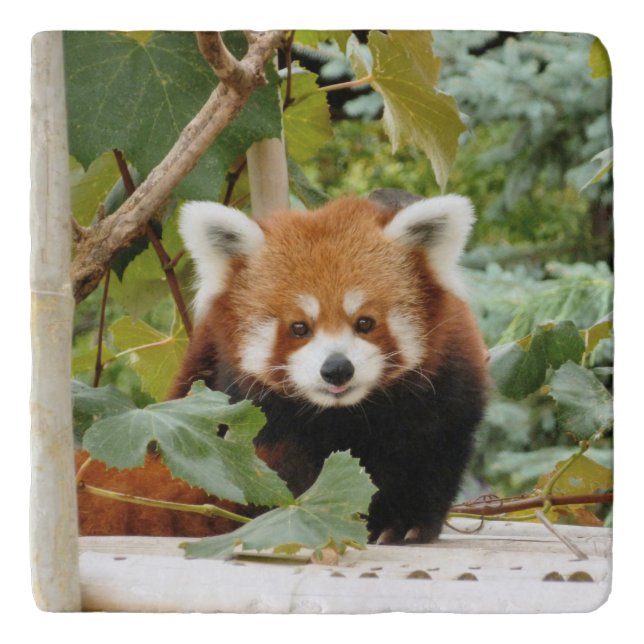 Red Panda Trivet (Front)
