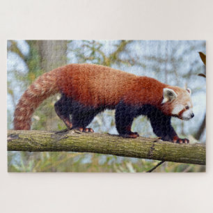 Red panda walking on branch jigsaw puzzle