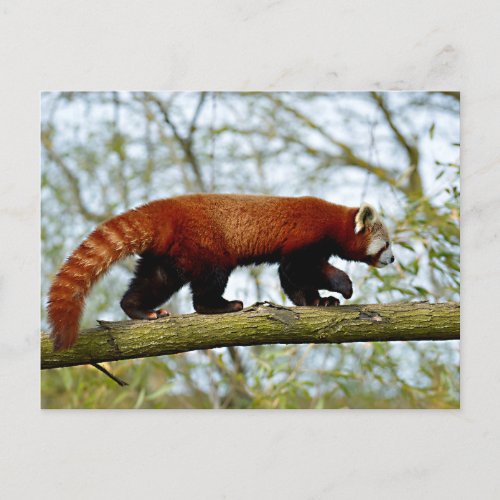 Red panda walking on branch postcard