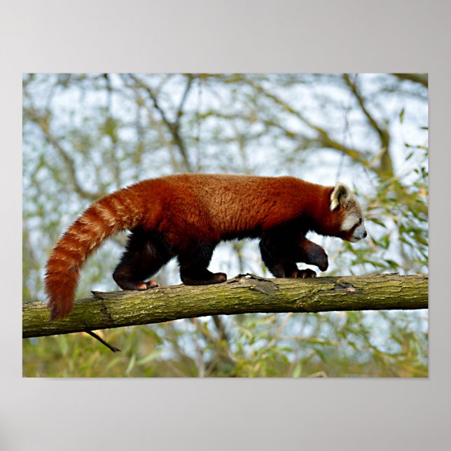 Red panda walking on branch poster (Front)