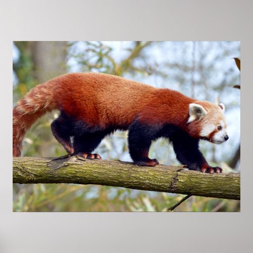 Red panda walking on branch poster