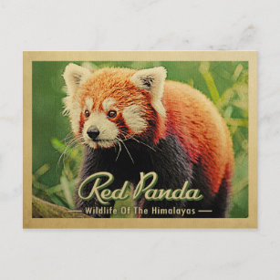 Red Panda - Wildlife Of The Himalayas Postcard