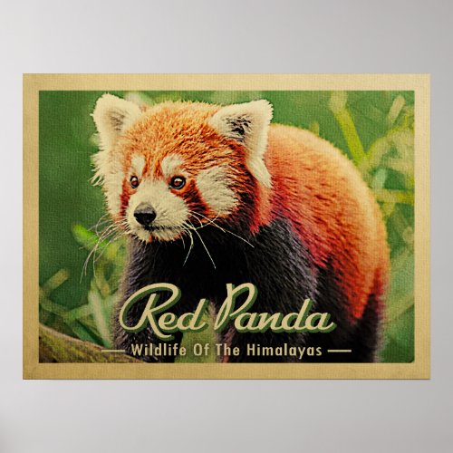 Red Panda _ Wildlife Of The Himalayas Poster