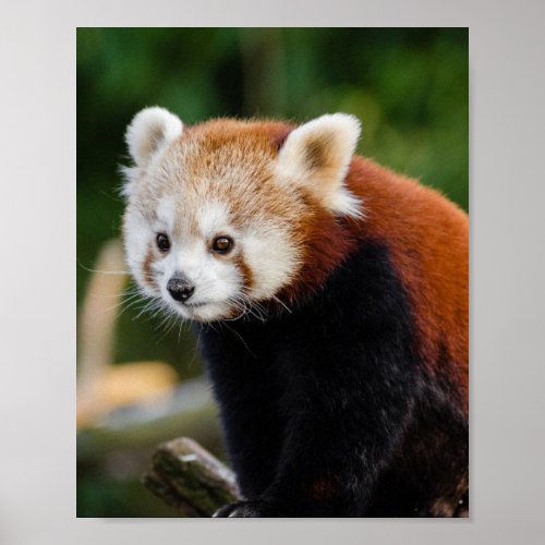 Red Panda Wildlife Poster