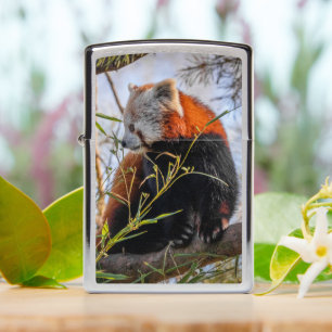Red panda Zippo Lighter